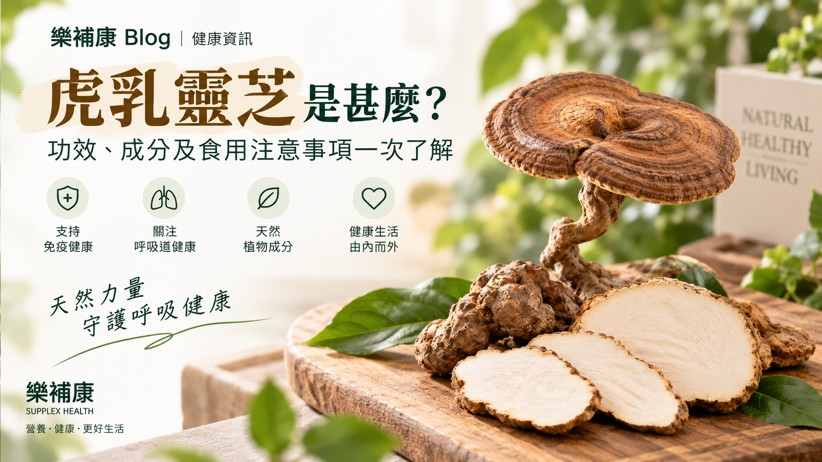 虎乳靈芝是甚麼？功效、成分及食用注意事項一次了解